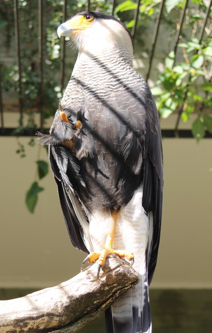 Crested caracara