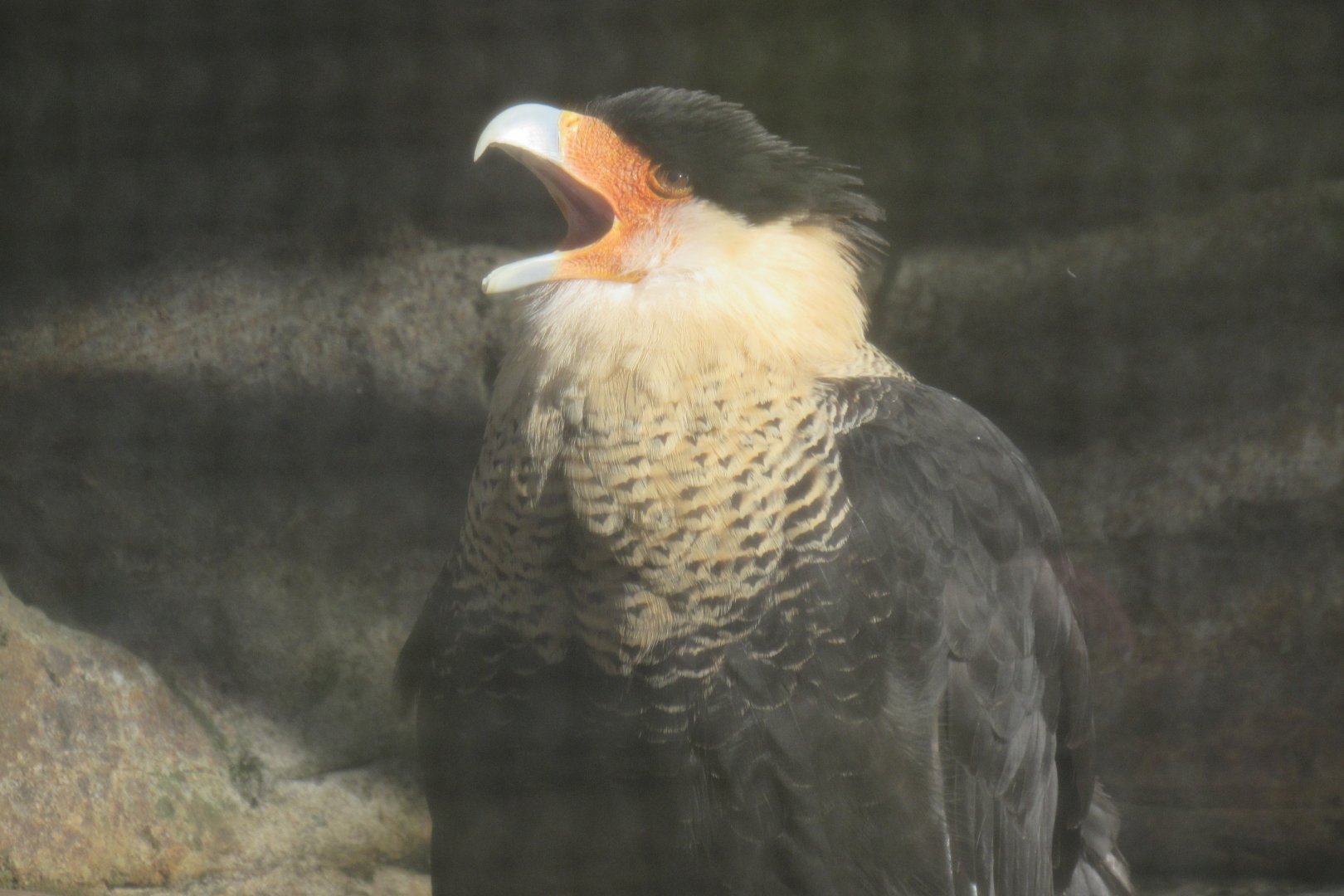 crested caracara