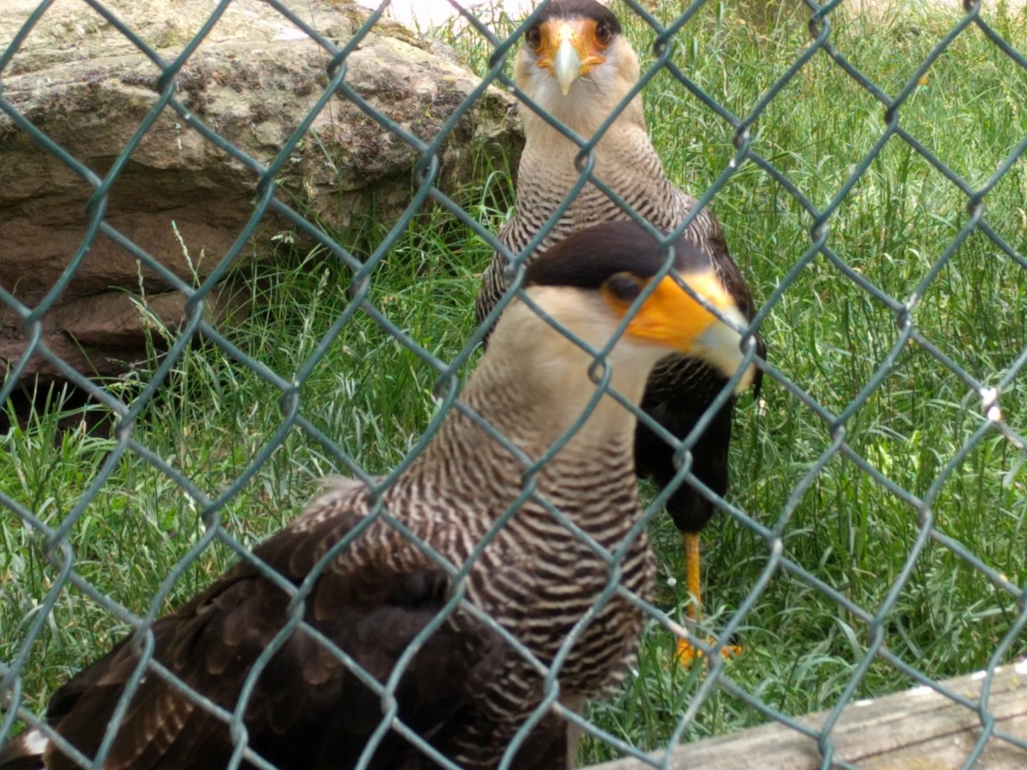 Crested Caracara