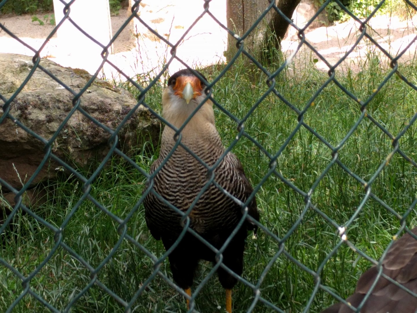 Crested Caracara