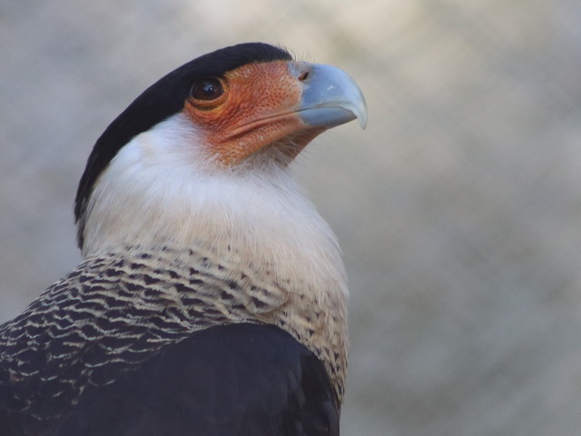 Crested Caracara