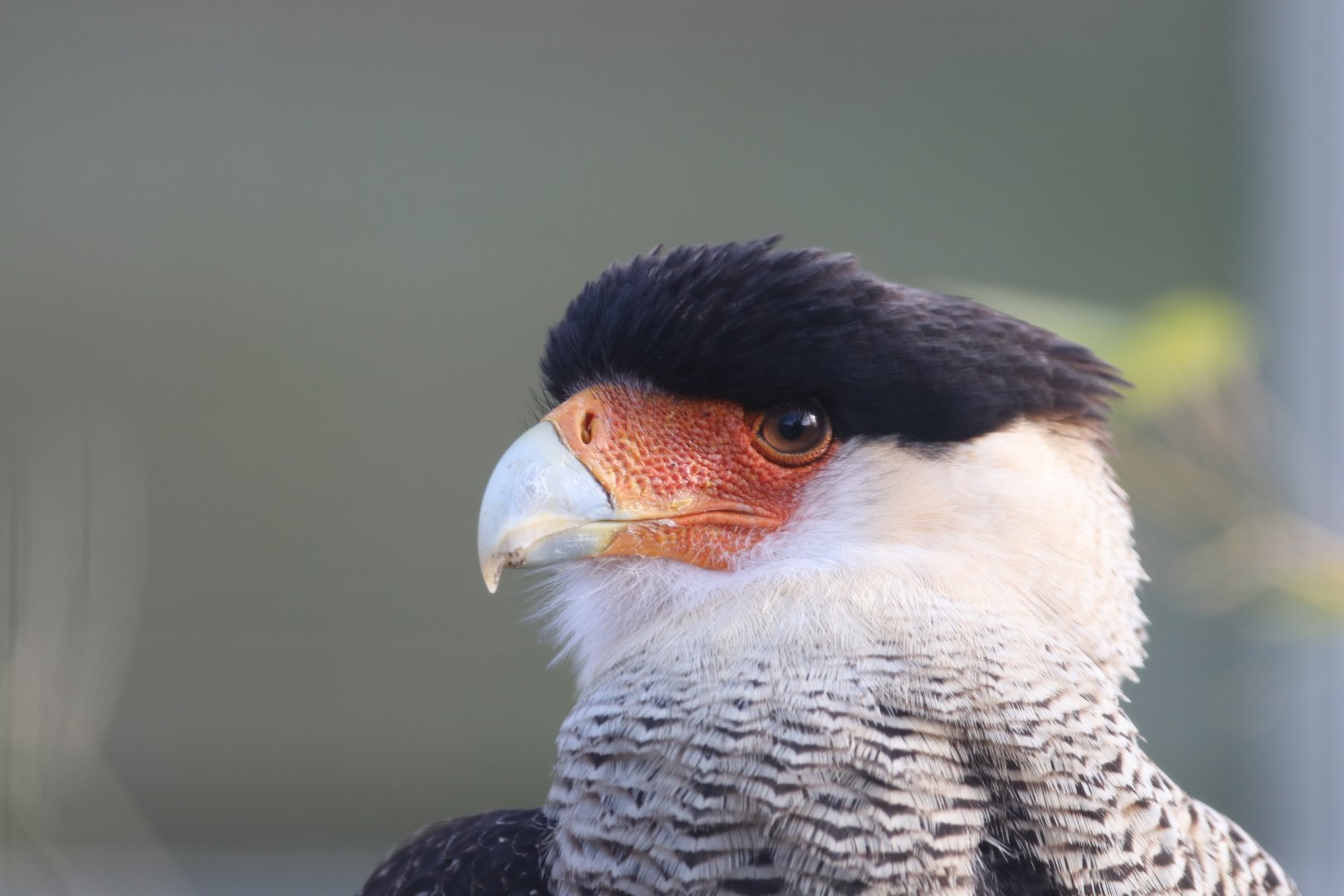 Crested Caracara