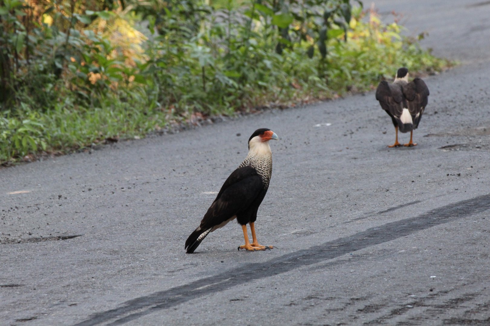 Crested Caracara