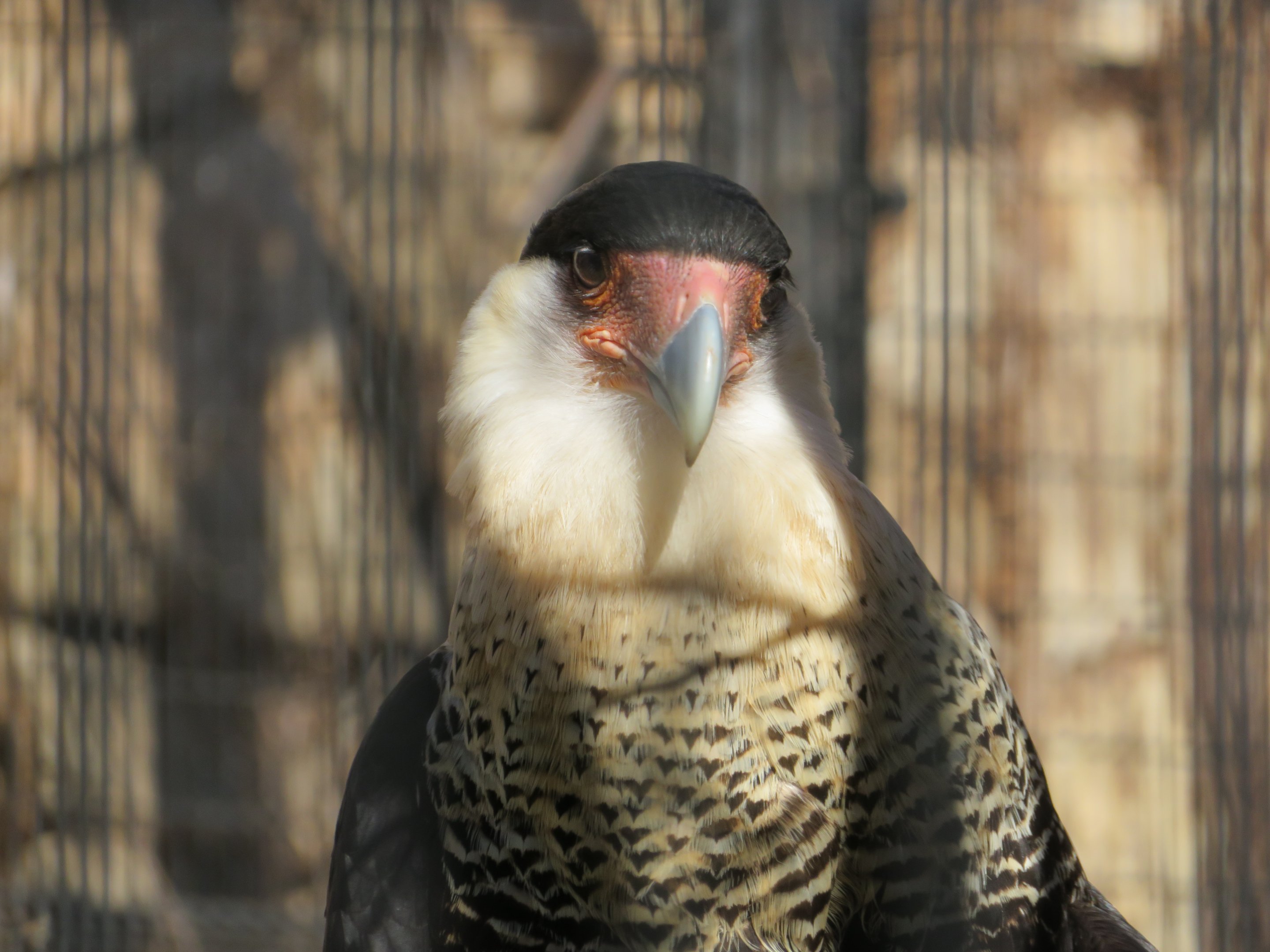 Crested Caracara
