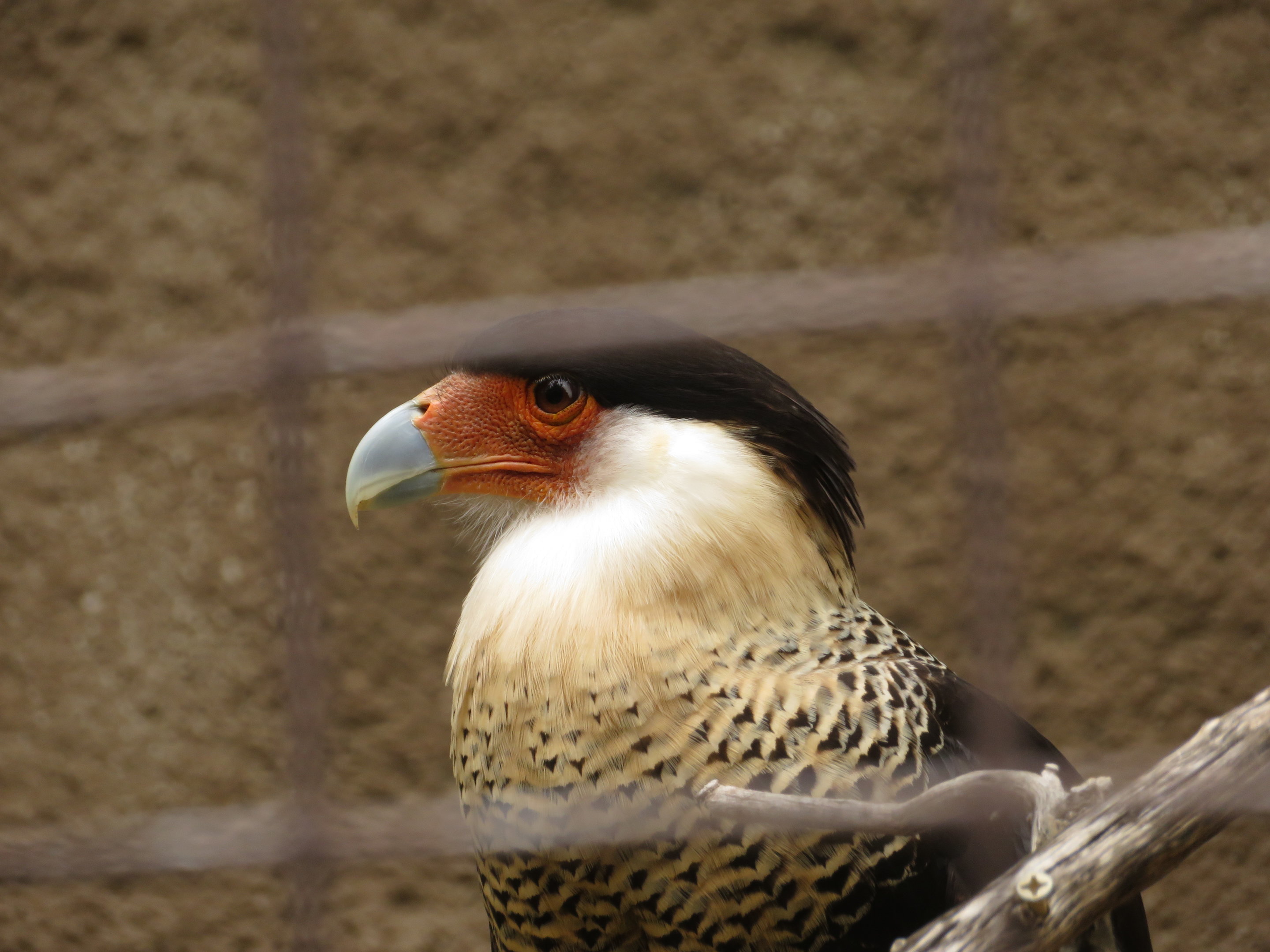 Crested Caracara