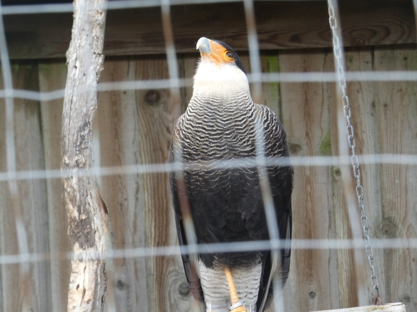 Crested caracara