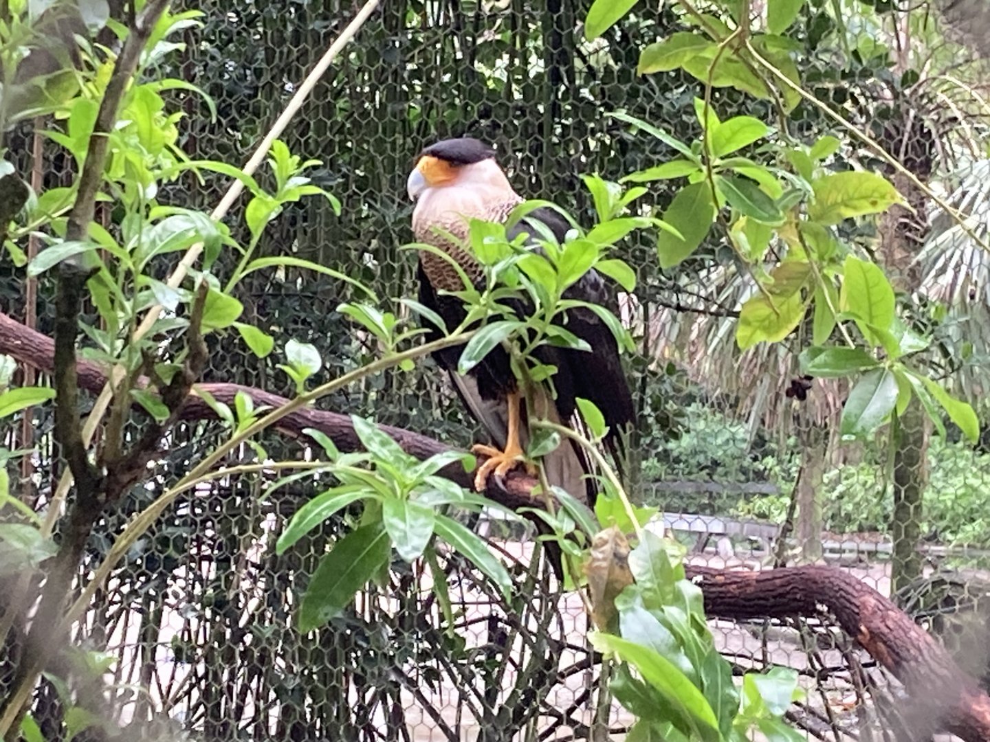 Crested Caracara