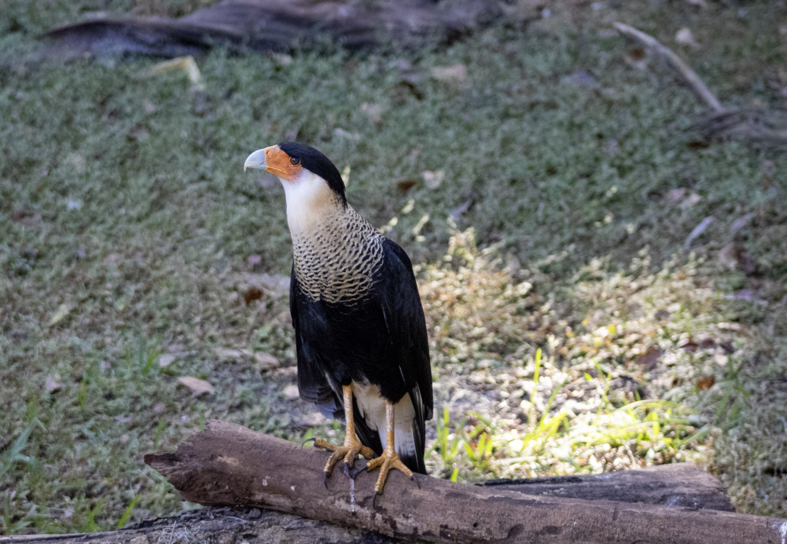 Crested Caracara