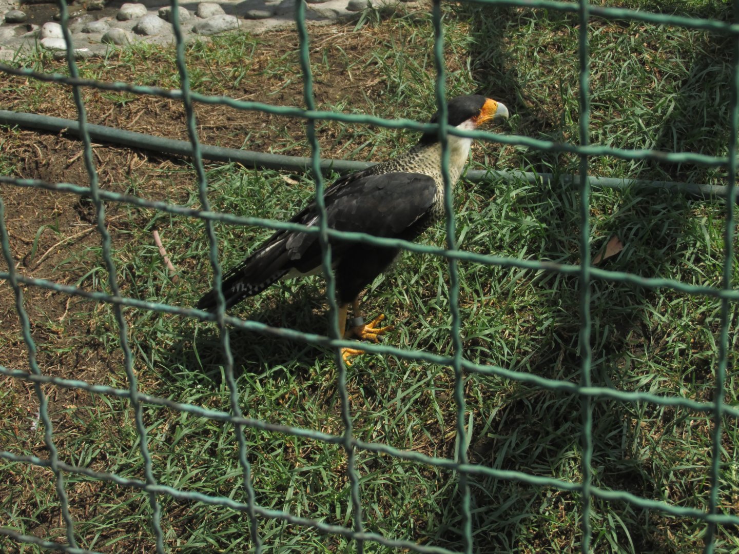 crested caracara