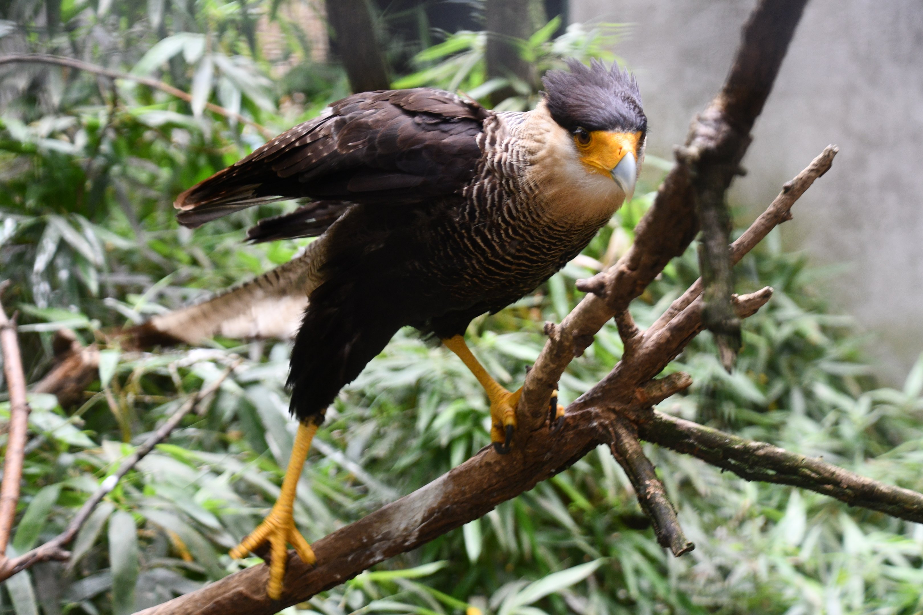 Crested Caracara