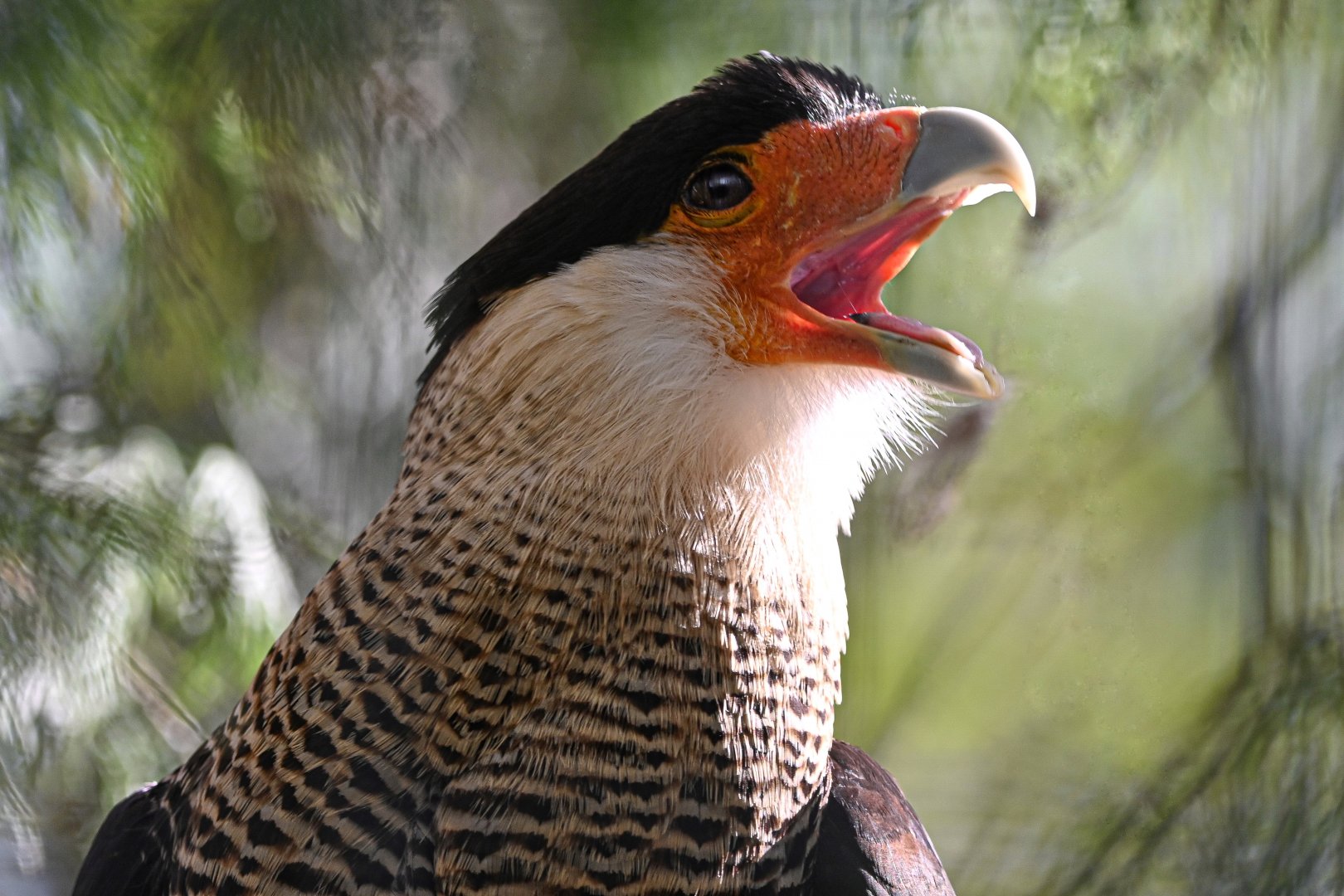 Crested caracara