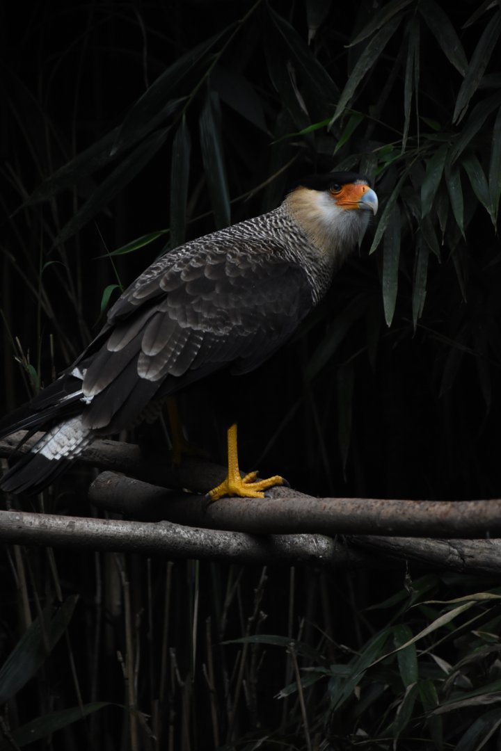 Crested caracara