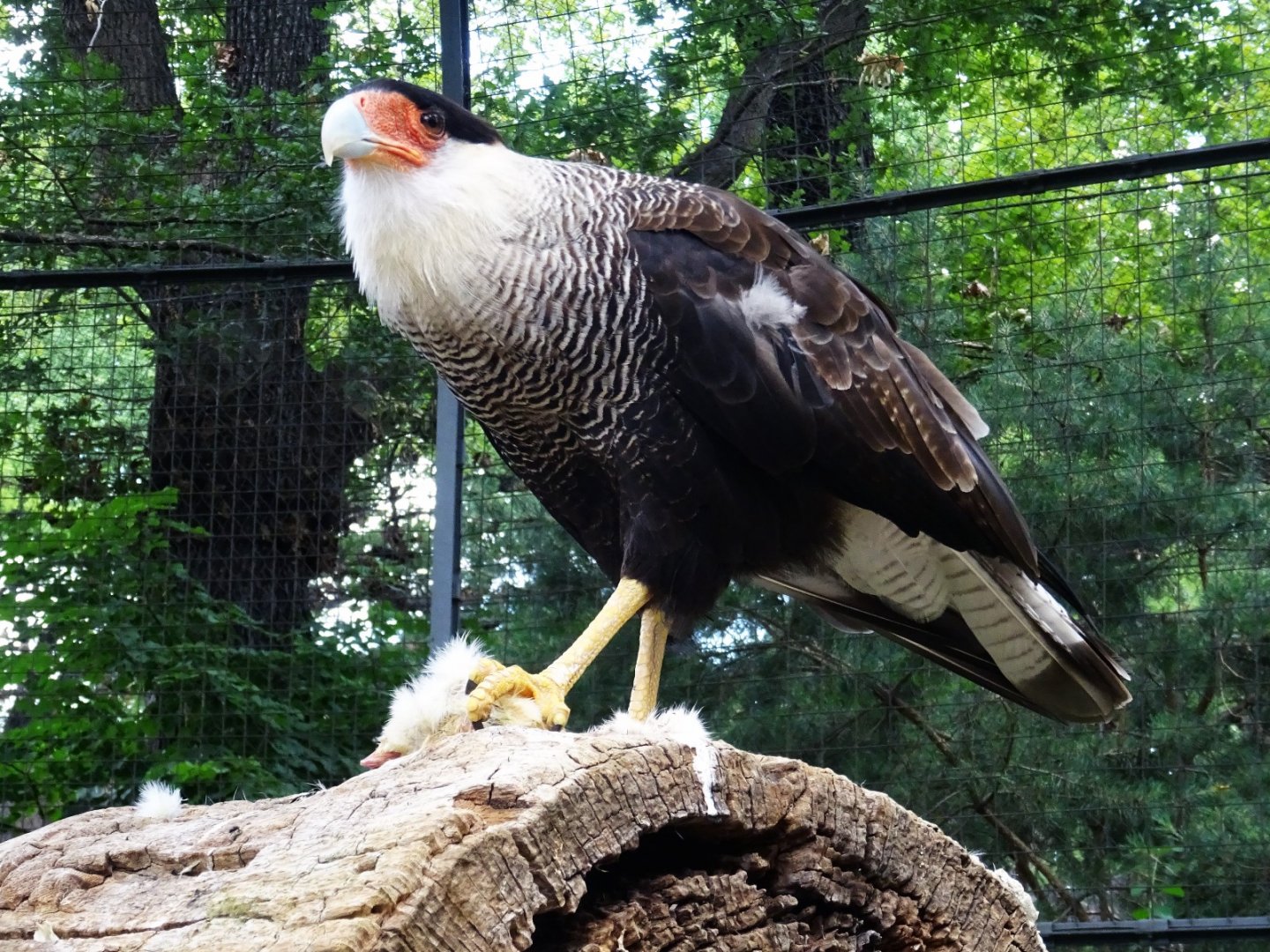 Crested Caracara