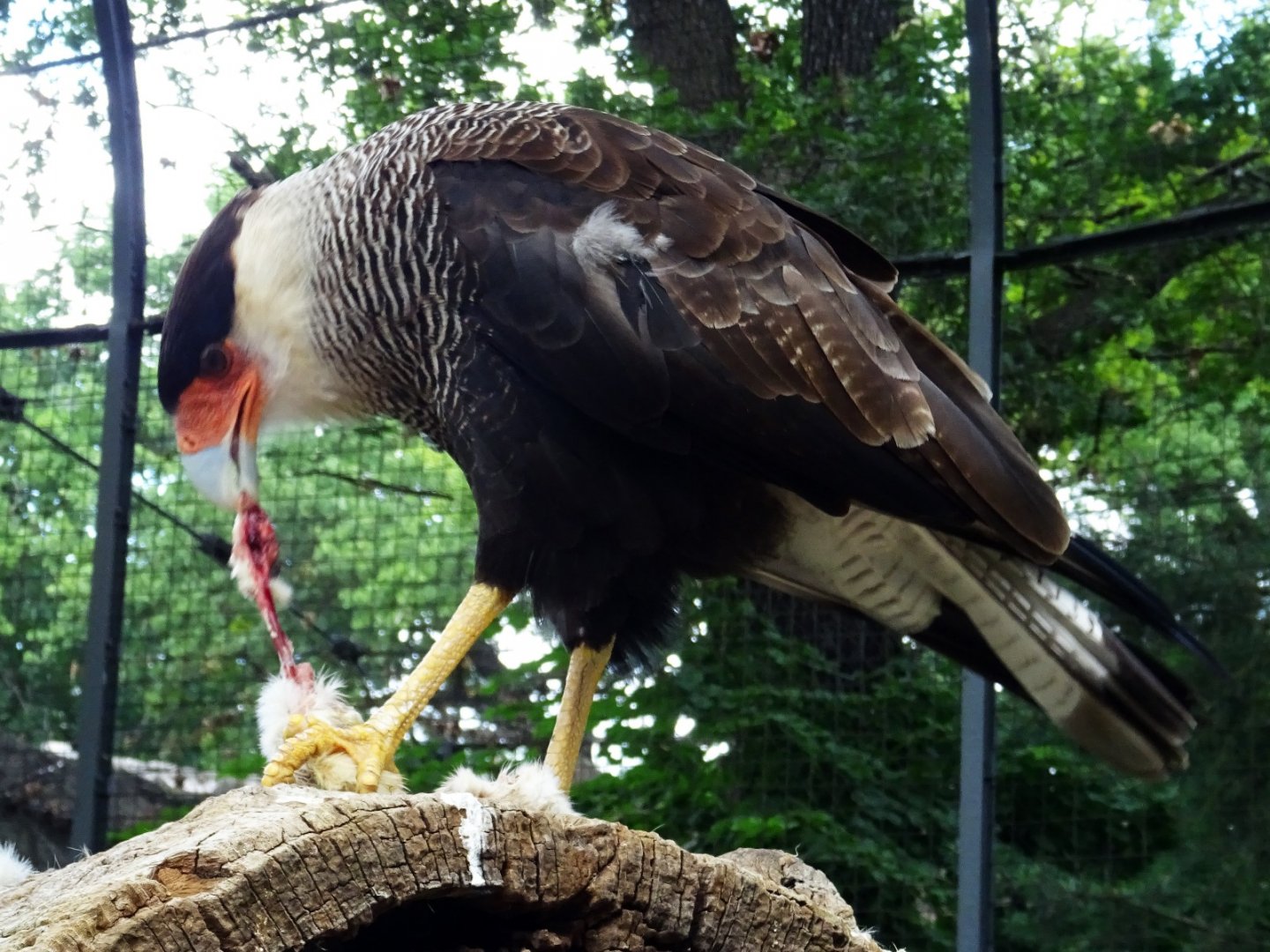 Crested Caracara