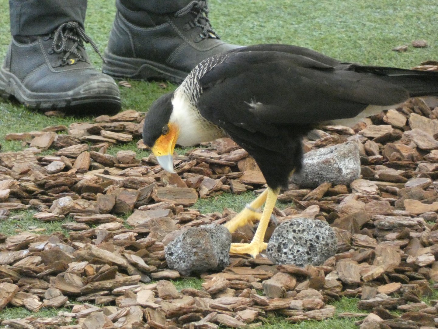 Crested caracara