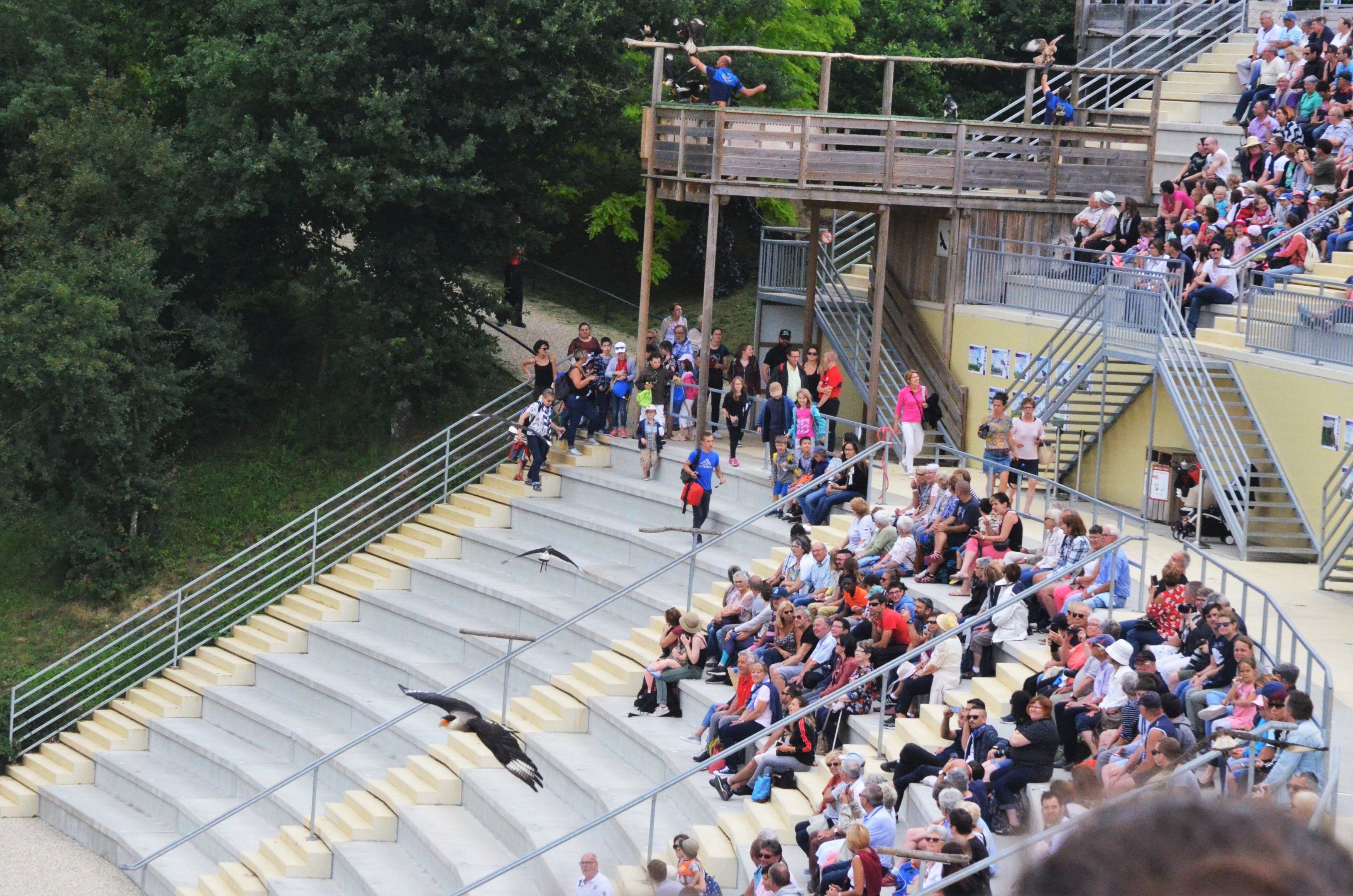 Crested Caracaras - Les Maîtres des Airs at Beauval, 12/06/18