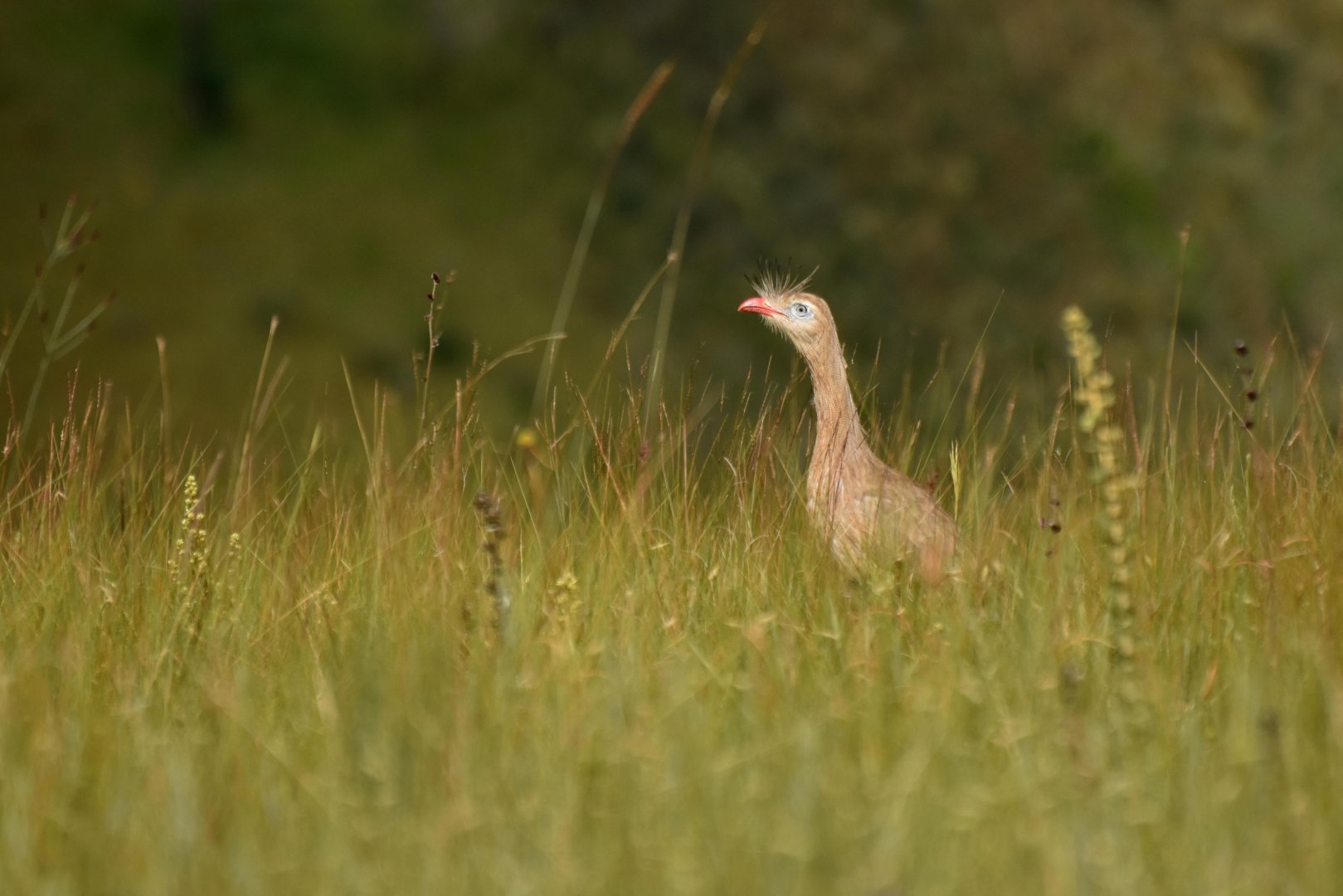 Crested Cariama (Cariama cristata)