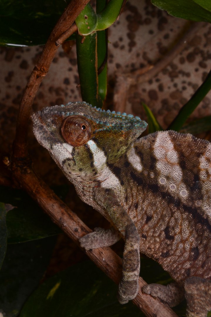 Crested chameleon (Trioceros cristatus)