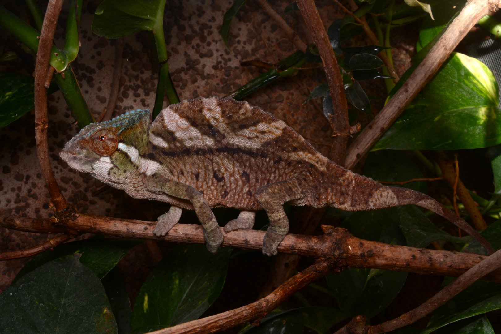 Crested chameleon (Trioceros cristatus)