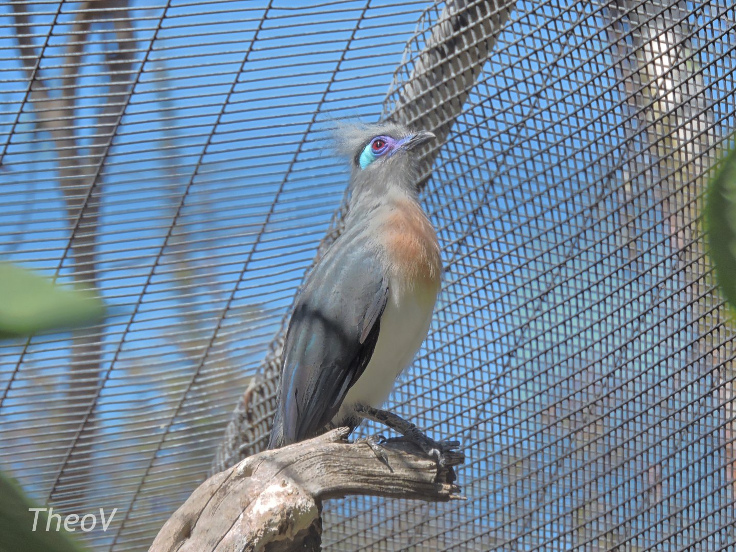 Crested coua [2015]