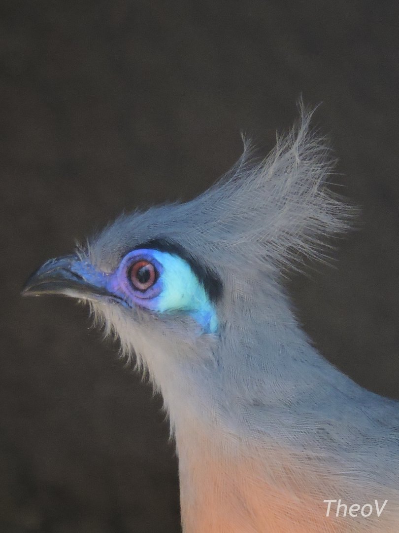 Crested coua [2015]