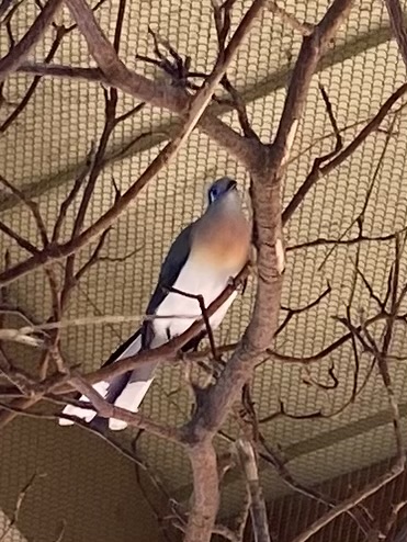Crested Coua - 6/4/2023