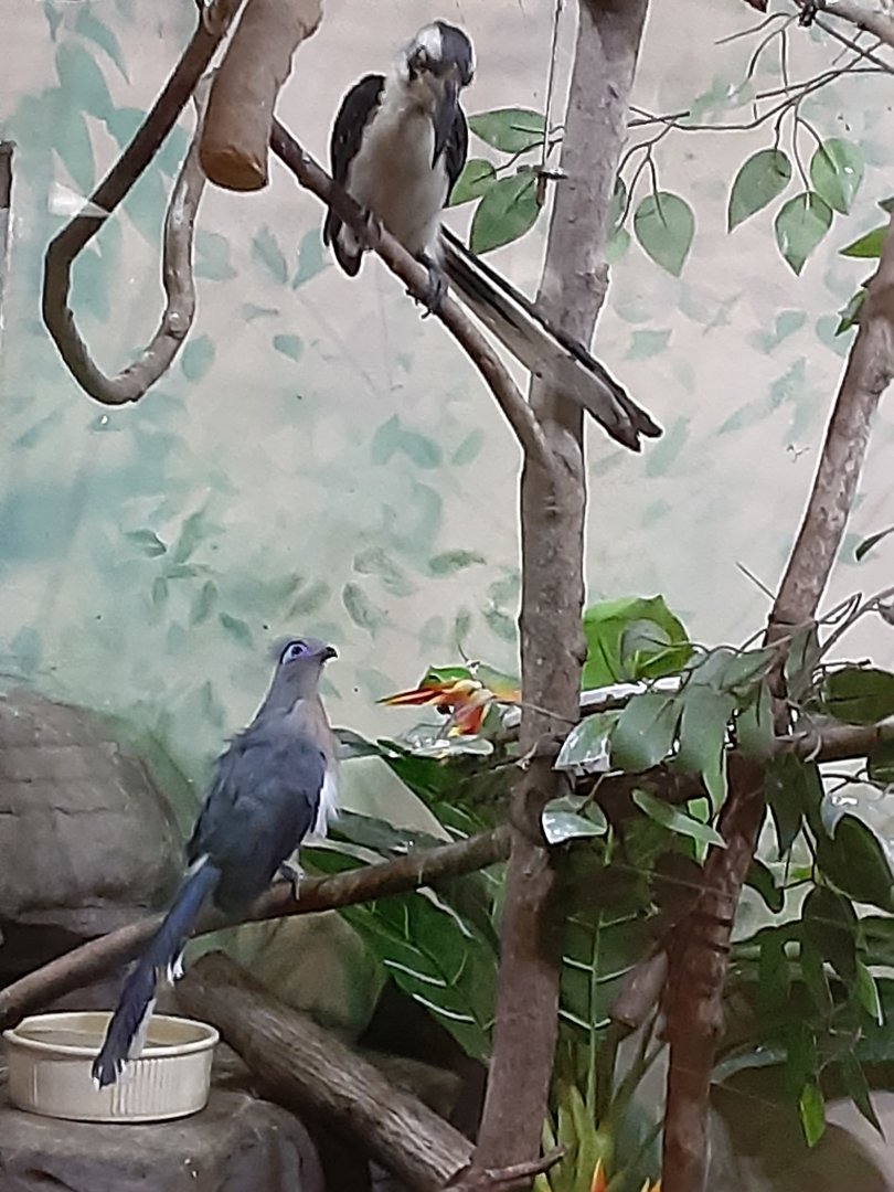 Crested Coua and Von Der Decken's Hornbill