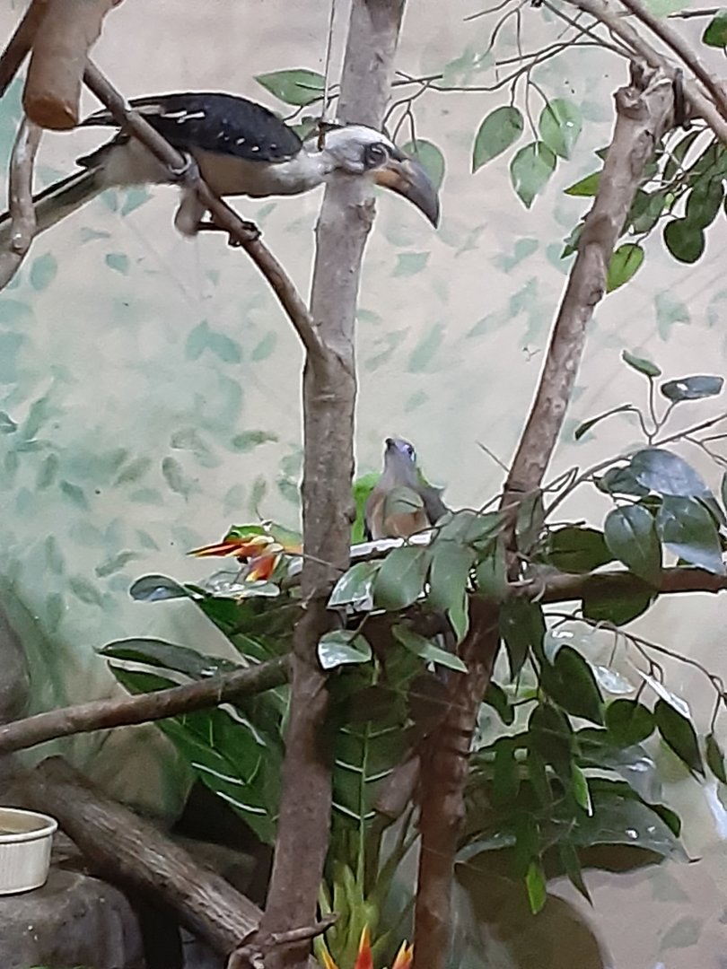 Crested Coua and Von Der Decken's Hornbill