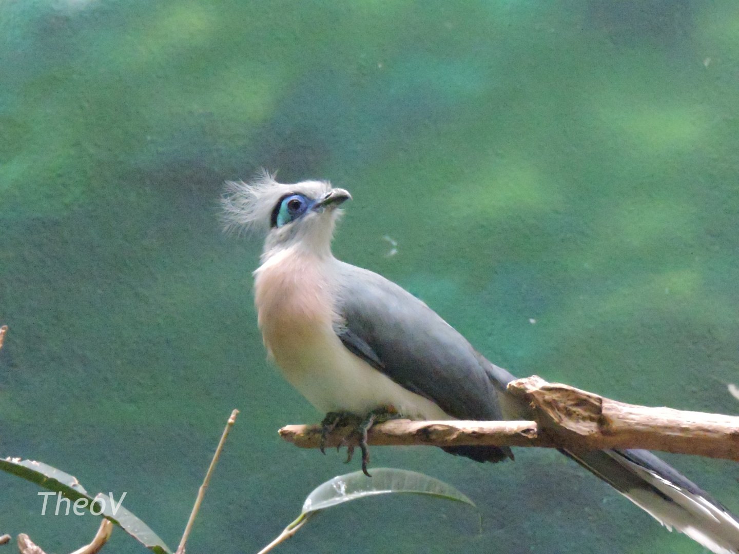 Crested Coua - Aquatic Bird House [2015]