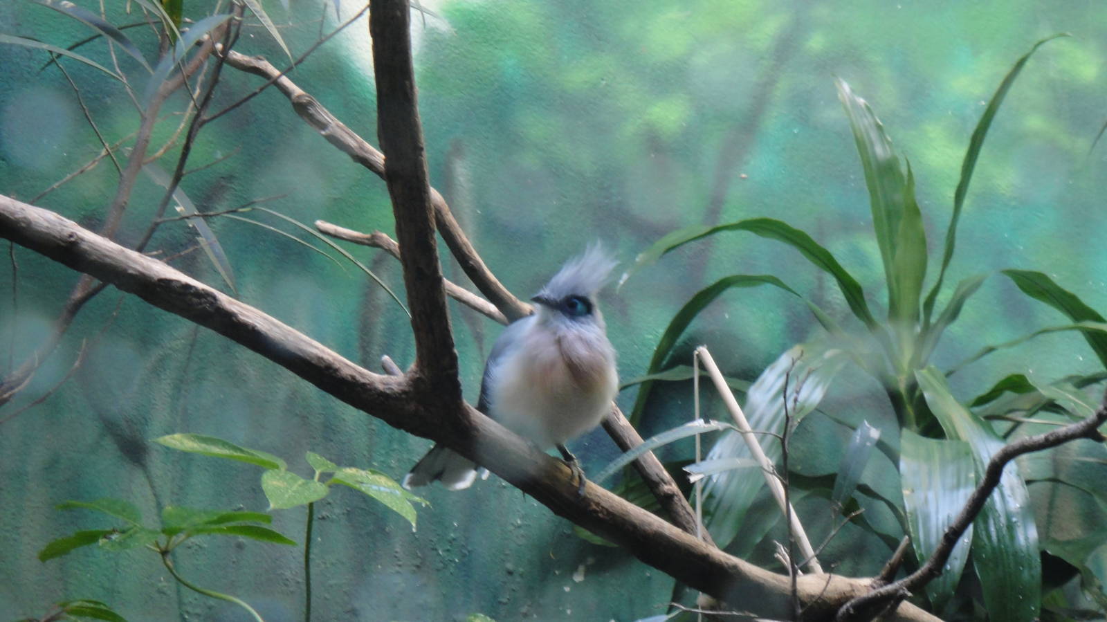 Crested Coua at Bronx zoo 2014-12-27
