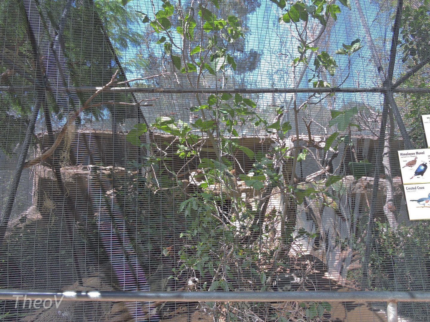 Crested coua aviary [2015]