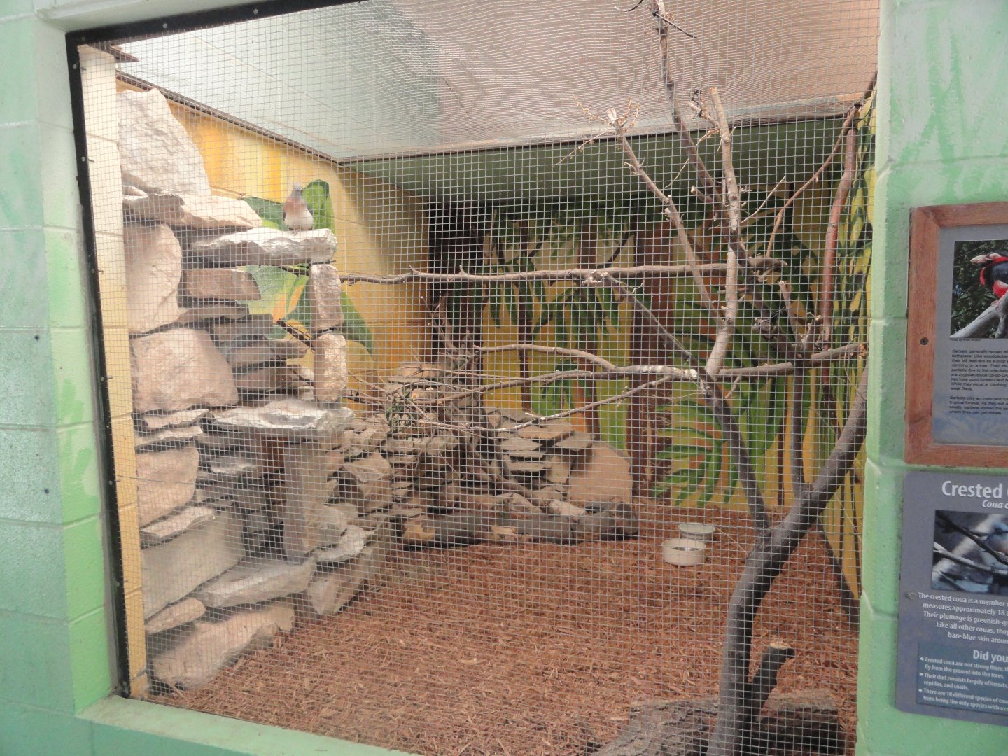 Crested Coua, Bearded Barbet Exhibit