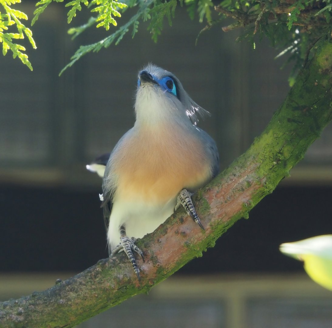 Crested coua (Coua cristata), 2024-05-23