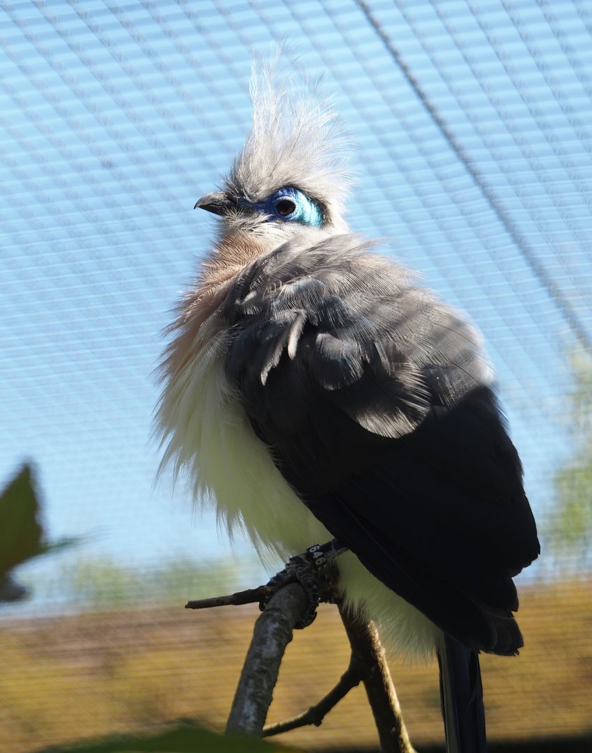 Crested coua (Coua cristata), 2024-05-23