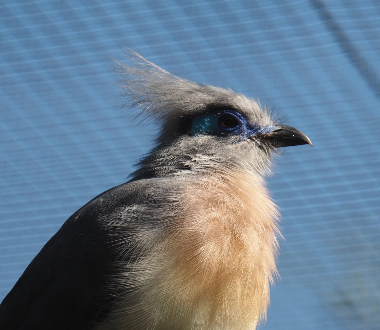 Crested coua (Coua cristata), 2024-05-23