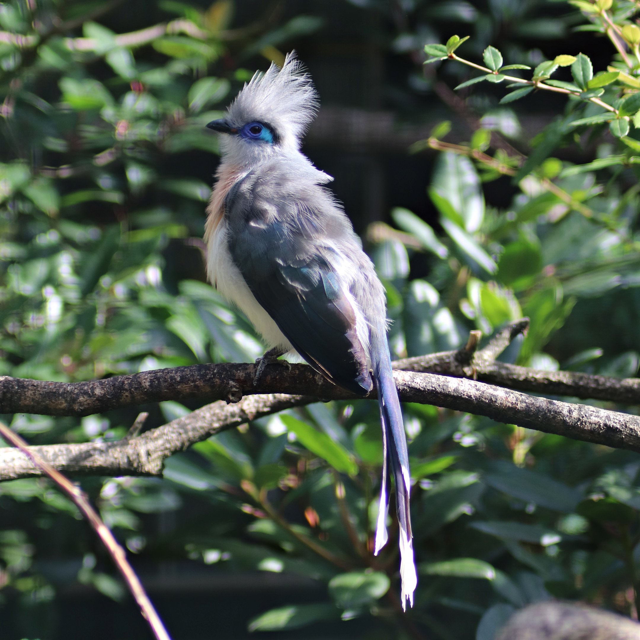 Crested coua (Coua cristata)