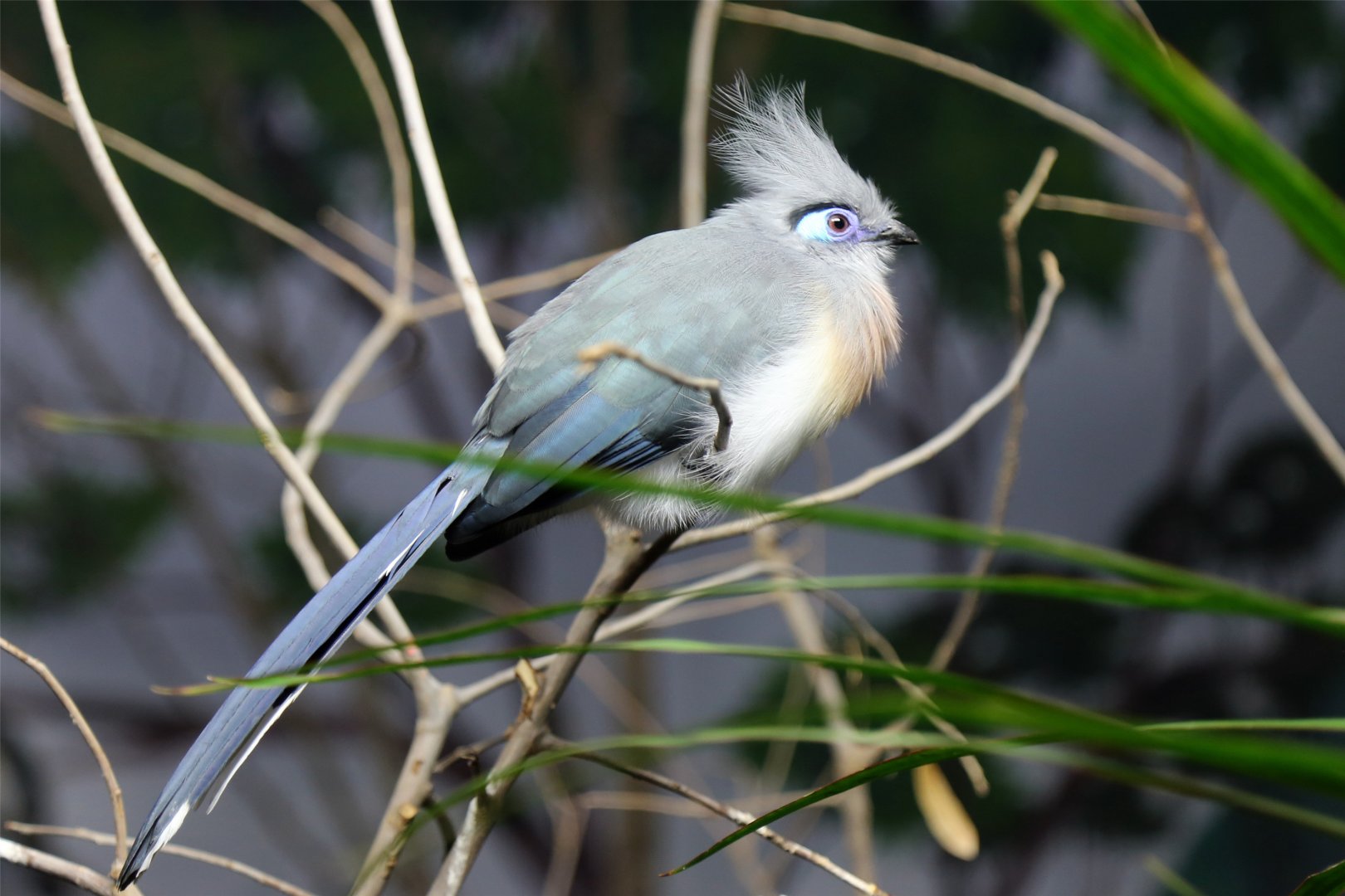 Crested Coua (Coua cristata)