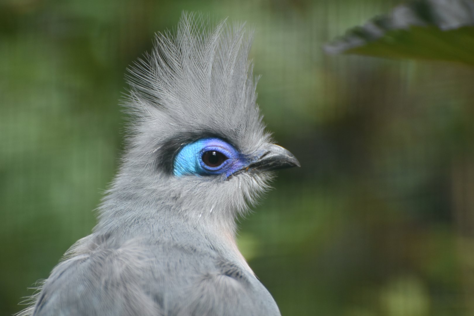Crested Coua Coua cristata