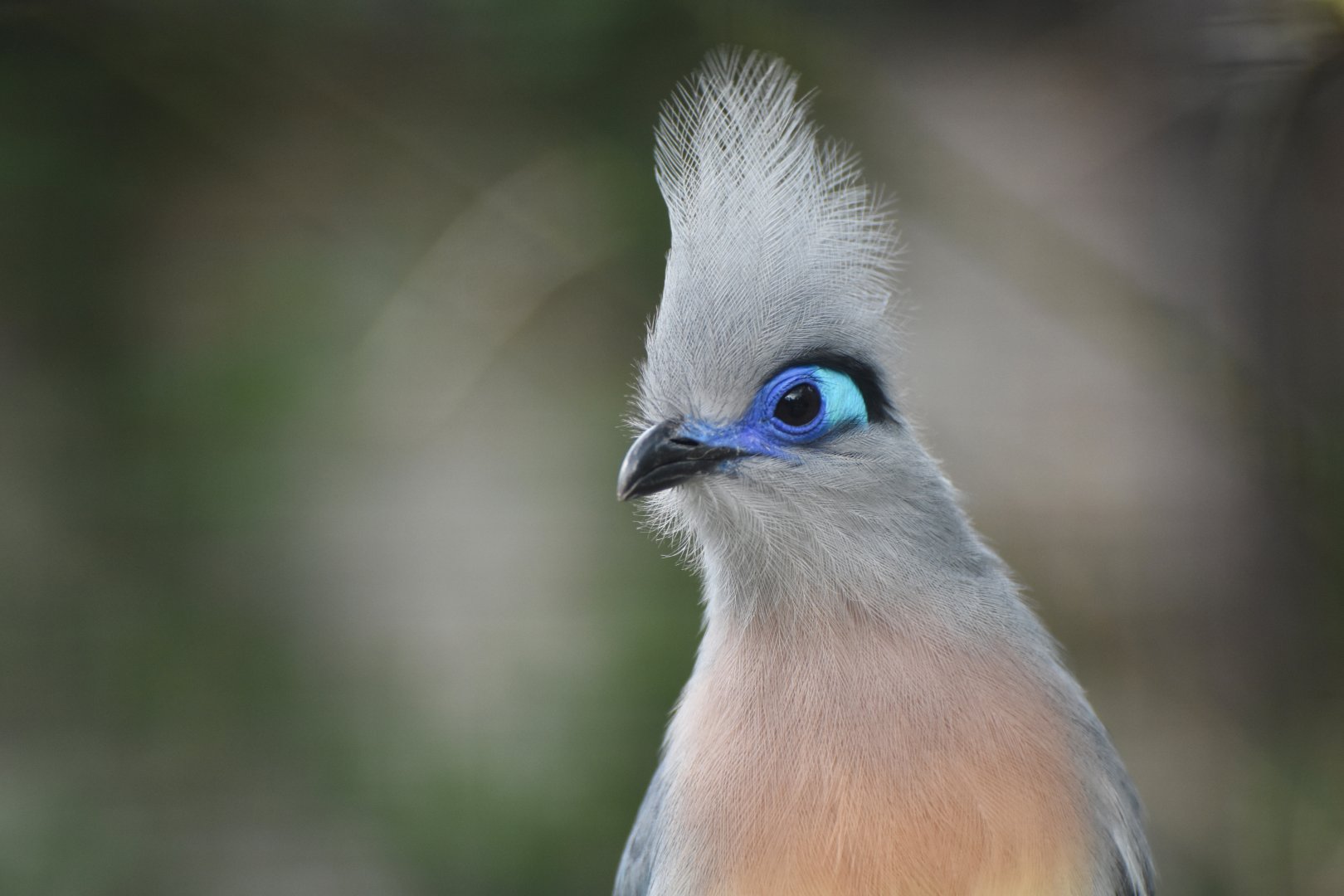 Crested Coua Coua cristata