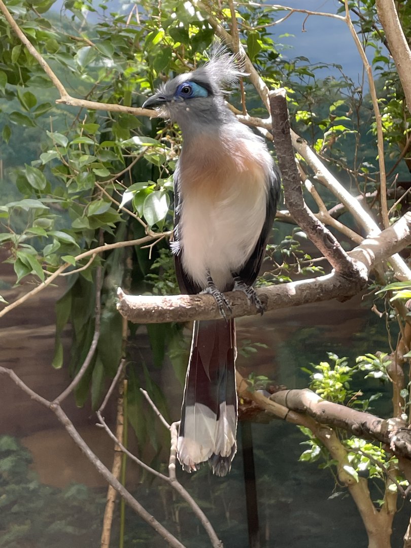 Crested coua (Coua cristata)