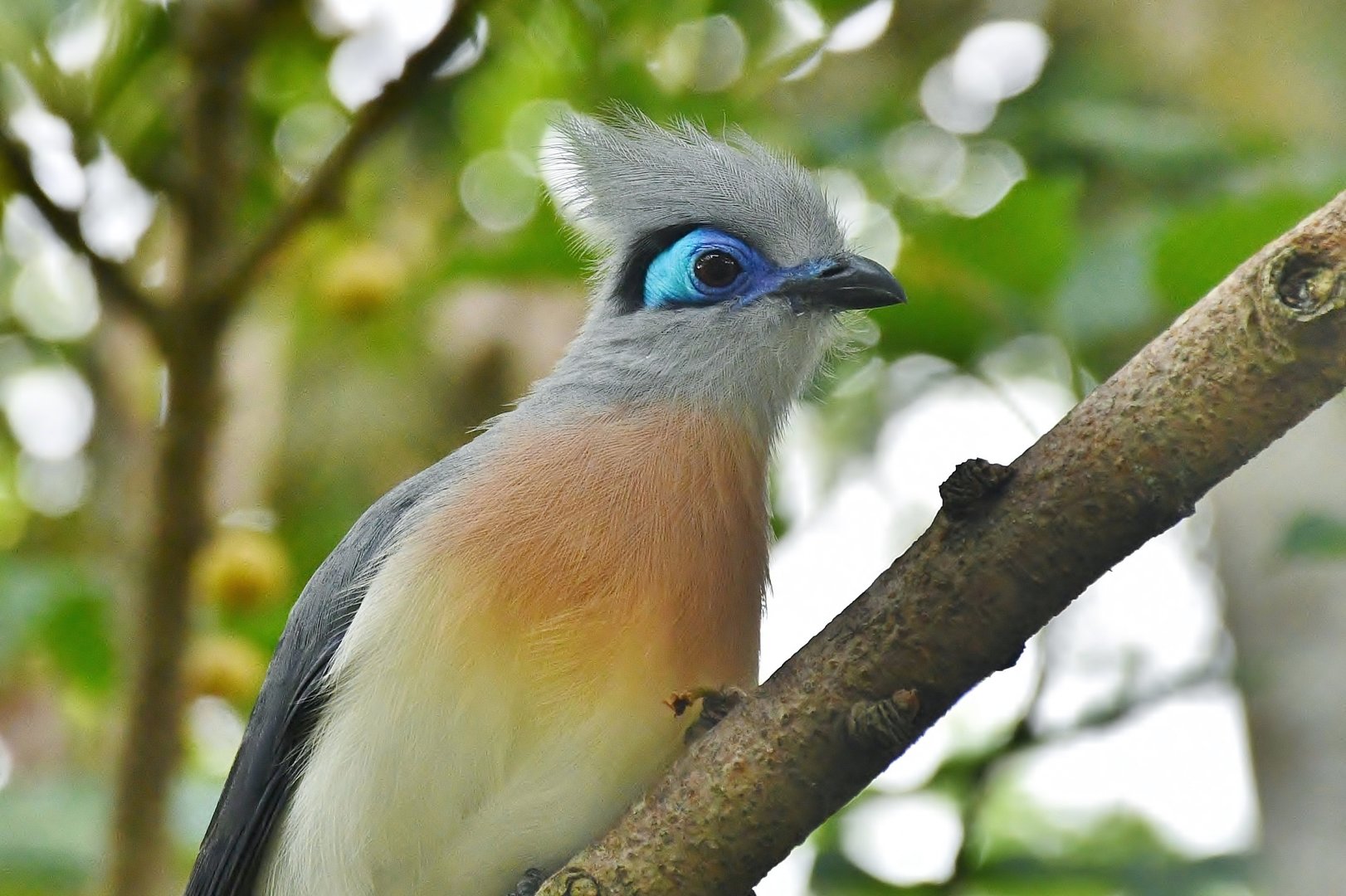 Crested Coua (Coua cristata)