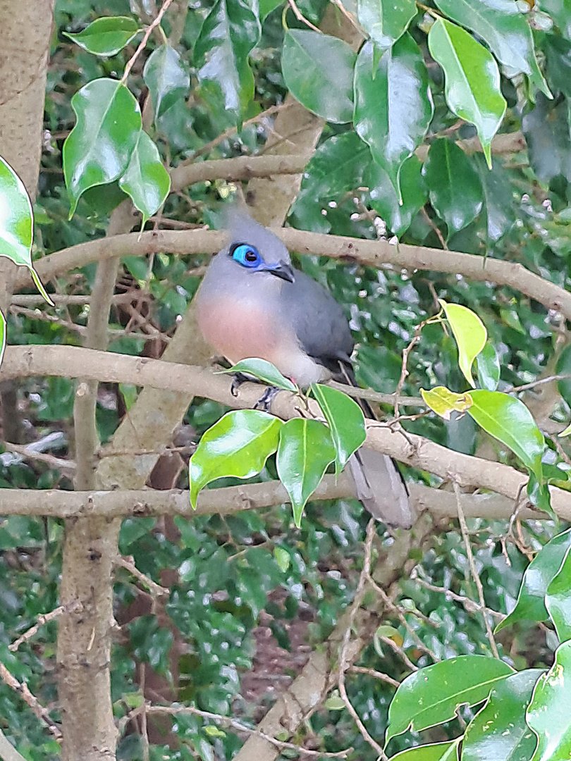 Crested Coua(Coua cristata)