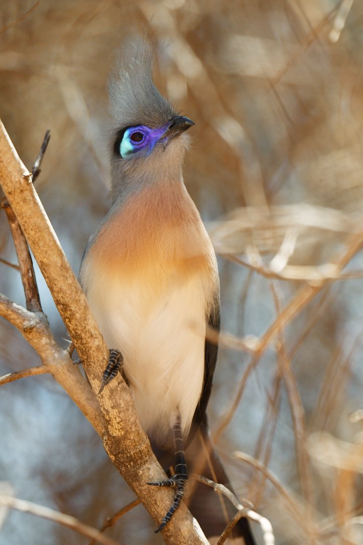 Crested coua (Coua cristata)