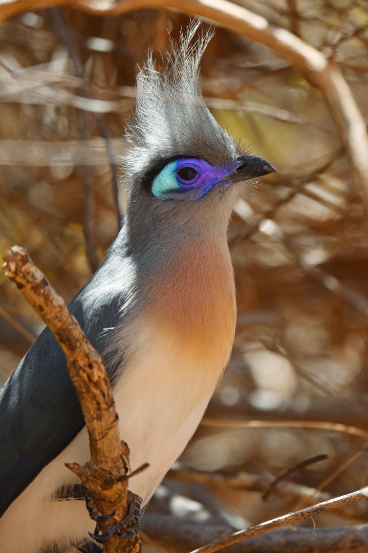 Crested coua (Coua cristata)