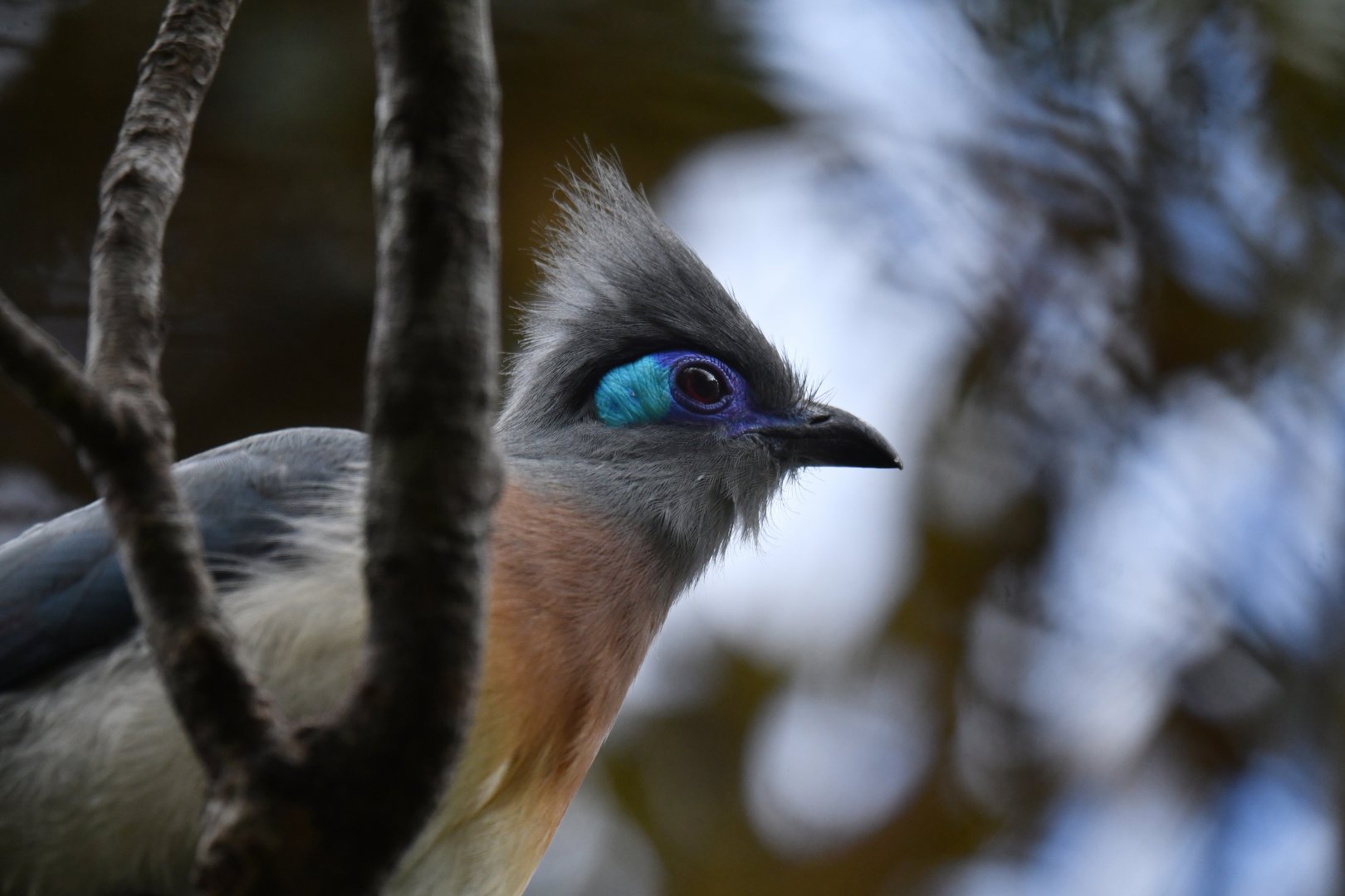 Crested coua Coua cristata
