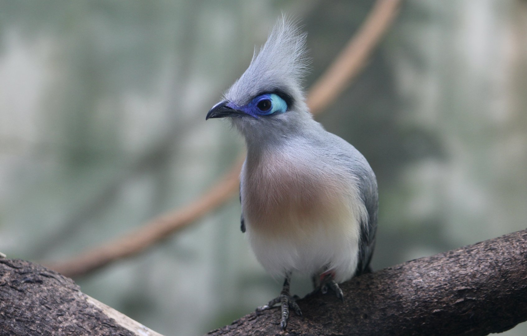 Crested Coua (Coua cristata)