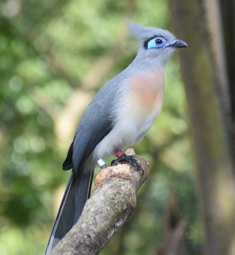 Crested Coua (Coua cristata)
