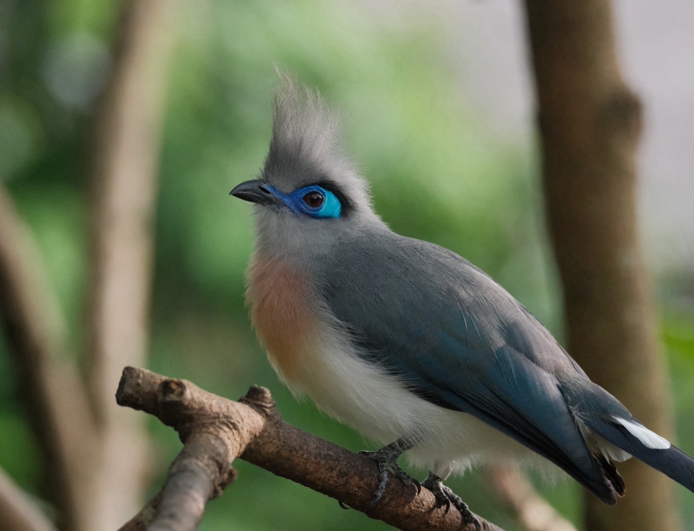 Crested Coua (Coua cristata)