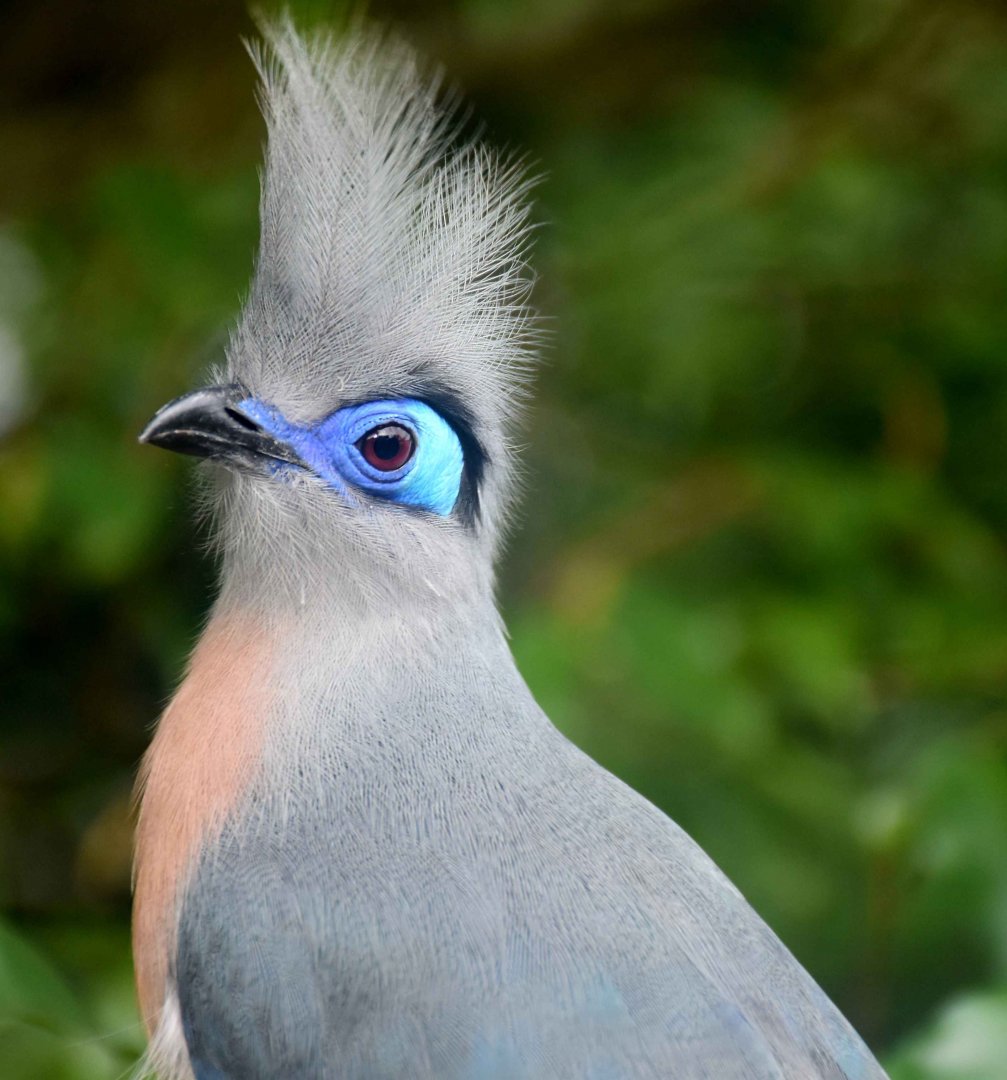 Crested Coua (Coua cristata)