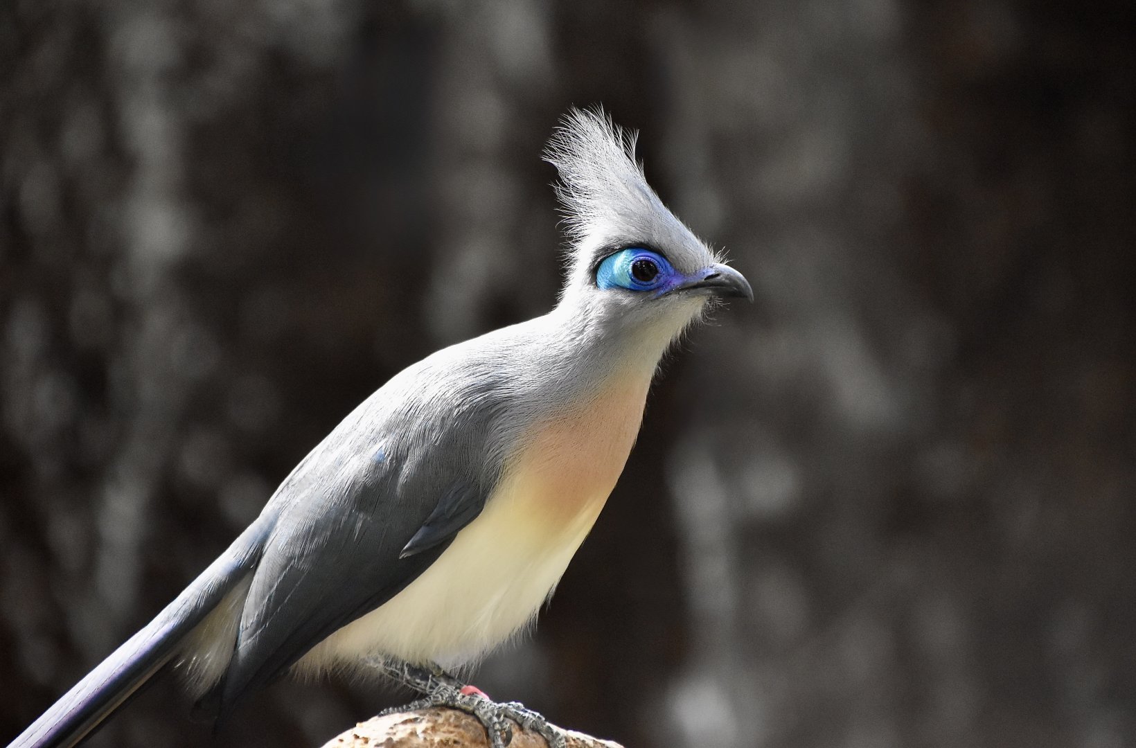 Crested Coua (Coua cristata)
